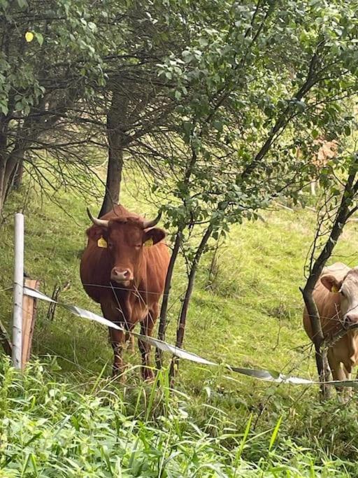 Roubenka U Kaplicky Βίλα Λίμπερεκ Εξωτερικό φωτογραφία